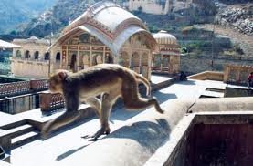 Monkey Temple Jaipur