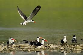 National Chambal Sanctuary